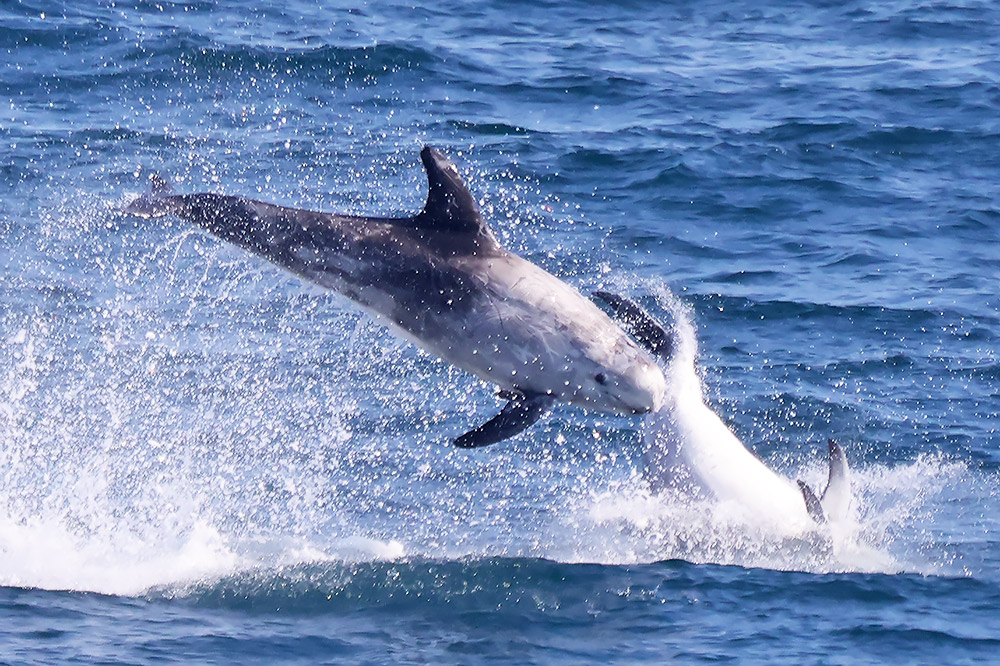 Risso's dolphins